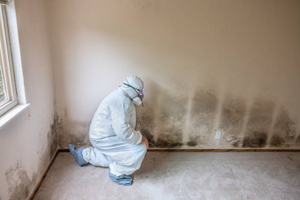 Why You Should Choose Our Mold Remediation Services in South Vacherie, LA